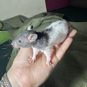 Rex rotipojad, isased (1 foto / 2)