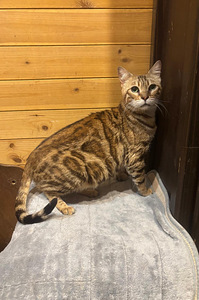 Bengal Kass