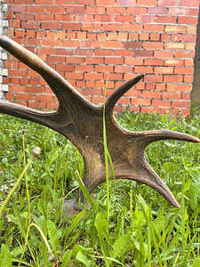 põdrasarved