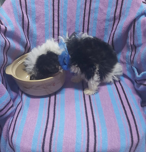 Maltipoo (3 foto no 8)
