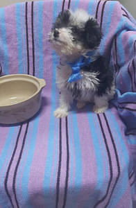 Maltipoo (8 foto no 8)