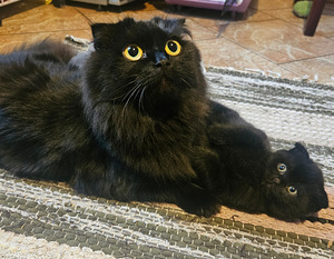 Scottish Fold/ Straight kassipojad (6 foto / 8)