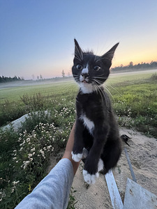 Müüa 2 kassipoega (6 foto / 9)