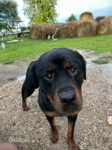 Ротвейлеры