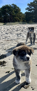Akita Inu kutsikad (2 foto / 8)