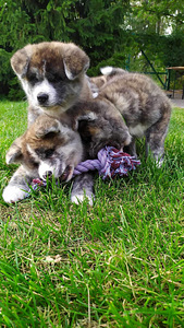 Akita Inu kutsikad (5 foto / 8)