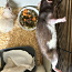 Три крысы Дамбо и клетка (фото #3)