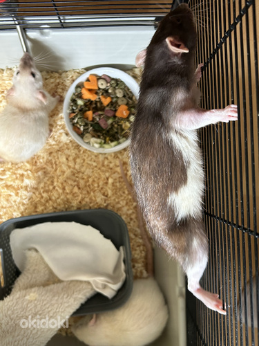 Три крысы Дамбо и клетка (фото #3)