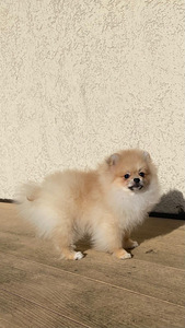 Pomeranian kääbusšpits (2 foto / 7)