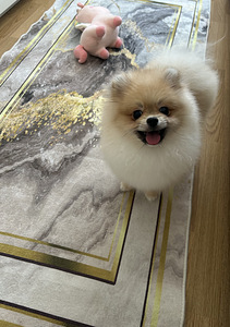 Pomeranian kääbusšpits (5 foto / 7)