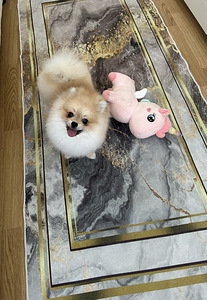Pomeranian kääbusšpits (4 foto / 7)