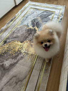 Pomeranian kääbusšpits (6 foto / 7)