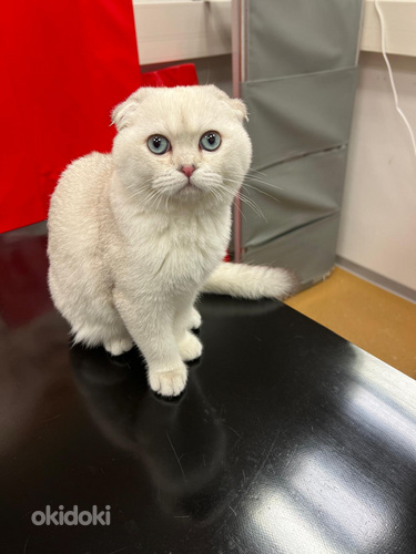 Skottlannin luppakorva