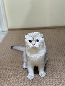 Skottlannin luppakorva (2 valokuva sivusta 2)