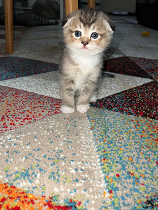 Scottish fold (2 valokuva sivusta 2)