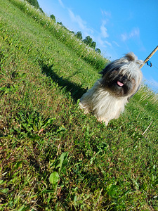Shih Tzu tõugu, isane 2a (4 foto / 8)
