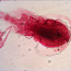 Levenhuk 700M 40x-2000x bioloogiline mikroskoop (foto #4)