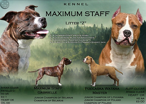 Amerikiečių Stafordšyro terjeras, Amstaff (2 nuotrauka iš 3)