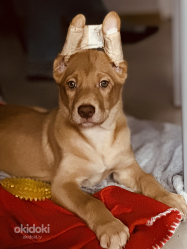 Перуанская собака в шерсти (фото #2)