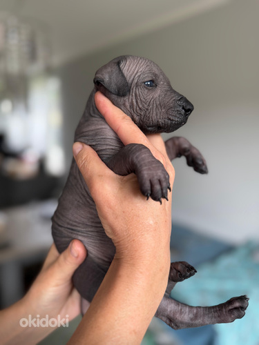 Tiek piedāvāti Meksikāņu kailo suņu kucēni