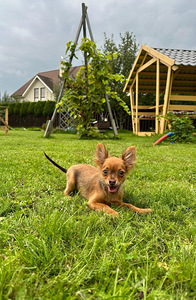 TOY LONGHAIR (2 foto / 6)