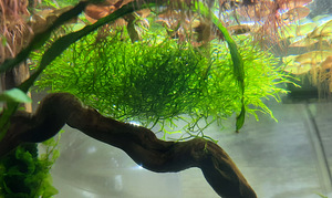 Phyllanthus fluitans. Riccia fluitans (7 foto / 8)