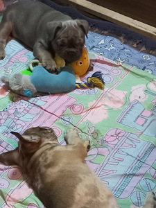 Prantsuse buldog