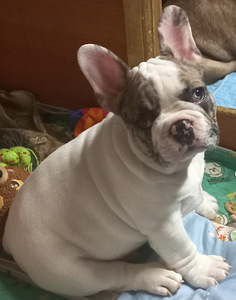 Müüa prantsuse buldog. Isane. (9 foto / 9)