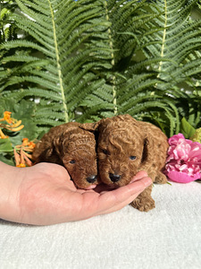 Toy-puudel (10 foto / 10)