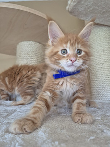Самец Mainecoon (2 фото из 4)