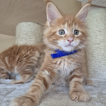 Самец Mainecoon