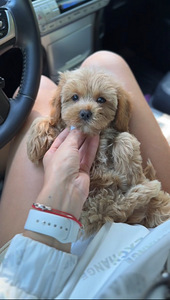 Maltipoo mini Mältiipuu mini (1 foto / 4)