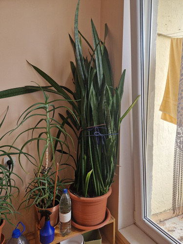 Sansevieria - havisaba - щучий хвост