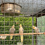 Papagaiļi (foto #2)