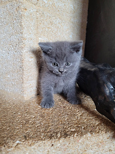 Шотландские котята (1 фото из 10)