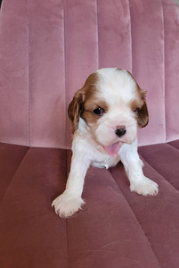 CAVALIER KING CHARLES SPANIEL BLENHEIM KUTSIKAD (7 foto / 8)