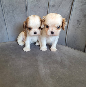 CAVALIER KING CHARLES SPANIEL BLENHEIM KUTSIKAD (1 foto / 8)