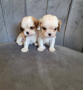 CAVALIER KING CHARLES SPANIEL BLENHEIM KUTSIKAD (5 foto / 8)