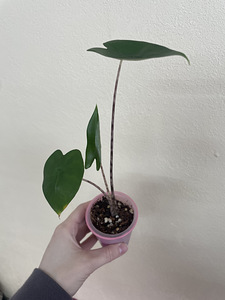 Alocasia Zebrina (1 foto / 1)