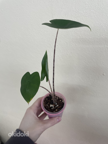 Alocasia Zebrina