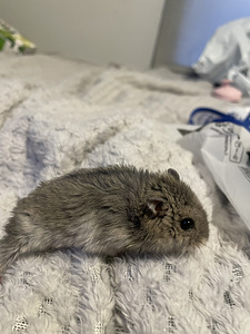 Müüa üks džungaaria hamster (2 foto / 5)