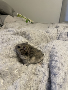 Müüa üks džungaaria hamster (3 foto / 5)