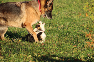 Imeilus tüdruk welsh corgi pembroke (6 foto / 10)