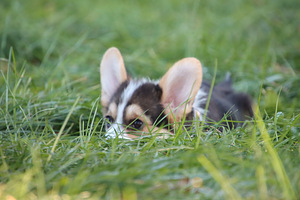 Imeilus tüdruk welsh corgi pembroke (3 foto / 10)