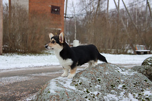 Võluv welsh corgi pembroke tüdruk (7 foto / 10)