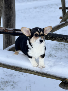 Baby welsh corgi pembroke (1 foto / 7)