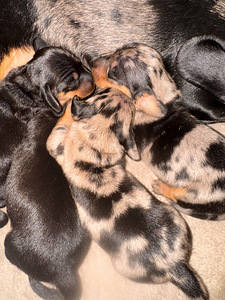 Mini Mäyräkoiran pennut (3 valokuva sivusta 3)