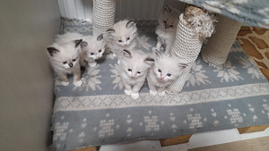 Продаю котят (3 фото из 8)