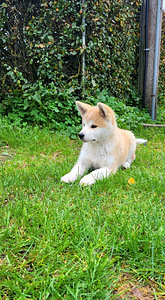 Akita inu (3 foto no 4)