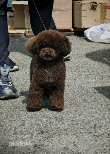 Toy puudel